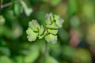 Columbine çayır yaprakları - Latince adı - Thalictrum aquilegiifolium