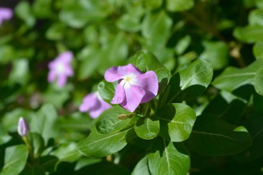 Madagaskar menekşesi - Latince adı - Catharanthus roseus Titan Lavanta Mavi Halo