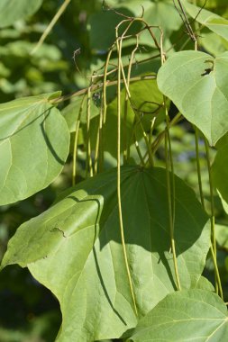 Sarı katalpa yeşil yaprakları ve tohumları - Latince adı - Katalpa ovata