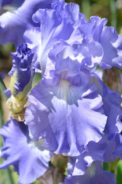 Uzun sakallı iris çiçeği - Latince adı - Iris barbata elatior Victoria Falls