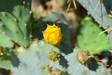 Armut tomurcukları - Latince adı - Opuntia engelmannii