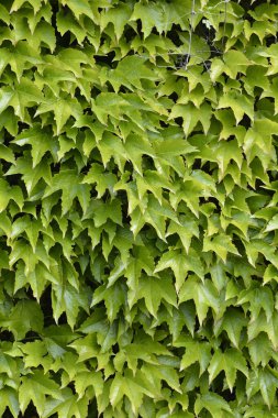 Baharda beton duvarda Boston Sarmaşığı - Latince adı - Parthenocissus triscupipidata