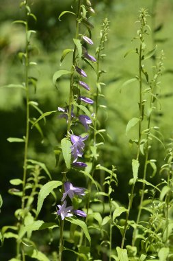 Sürünen çan çiçekleri - Latince adı - Campanula rapunculoides