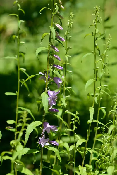 Sürünen çan çiçekleri - Latince adı - Campanula rapunculoides