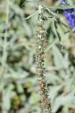 Gümüş yarış tohumları, Latince adı Veronica Spicata subsp. incana