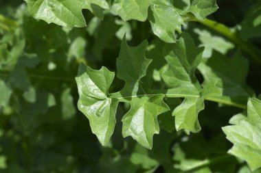 Balkan, Latince adı Acanthus hungaricus olan yapraklar taşıyor