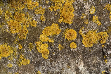 Yıpranmış beton bir yüzeye yakın plan. Parlak sarı ve yeşil yosun parçalarıyla kaplı. 