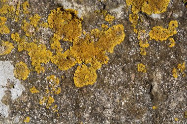 Yıpranmış beton bir yüzeye yakın plan. Parlak sarı ve yeşil yosun parçalarıyla kaplı. 
