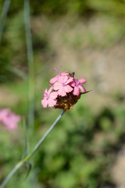Gulias Dianthus çiçekleri - Latince adı - Dianthus guliae