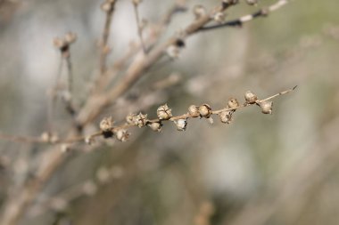 Sarı çalı tohumu tohumları - Latince adı - Heimia salicifolia