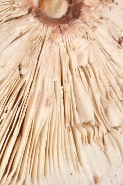 Parasol mantar kapağının (Macrolepiota procera) solungaçlarına yakın çekim, yoğun, lifli ve narin dokusunu ışık ve kremsi tonlarda gösterir.