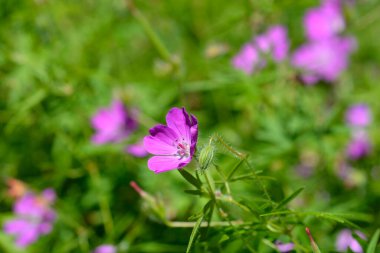 Kanlı turna gagalı çiçek tomurcuğu - Latince adı - Geranium sanguineum