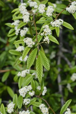 Beyaz çiçekli söğüt ağacı dalı - Latince adı - Cotoneaster salicifolius
