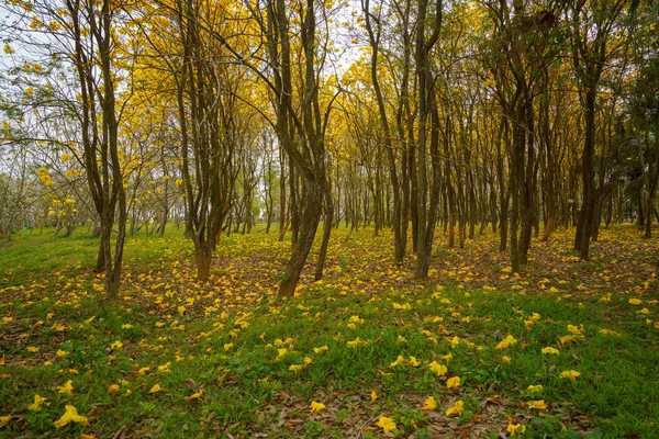 Skogen Våren — Stockfoto