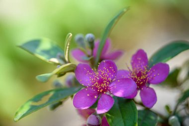 İlkbaharda açan çiçekler