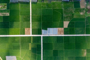 Pirinç tarlasının havadan görünüşü