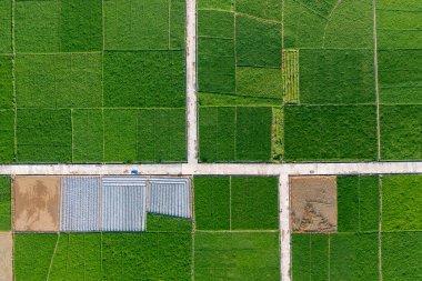 Pirinç tarlasının havadan görünüşü
