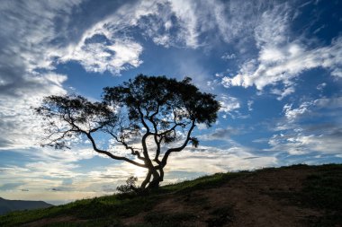 Dağda bir ağaç ve günbatımı arka planı
