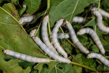 dut yeşil yaprak yiyen ipekböceği kapatmak
