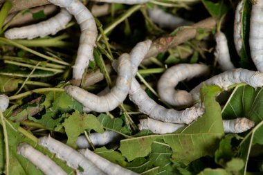 dut yeşil yaprak yiyen ipekböceği kapatmak