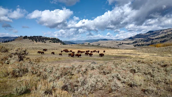 イエローストーン国立公園の水牛の群れ — ストック写真