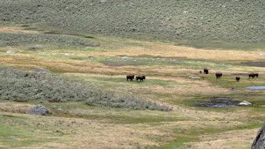 Amerikan Bizonu, Lamar Vadisi 'ndeki Yellowstone Ulusal Parkı' nda ilerliyor..