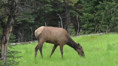 Yellowstone Ulusal Parkı 'ndaki Kanyon Köyü yakınlarında bir sığır geyiği otluyor. Kamera hayvanı takip ediyor..