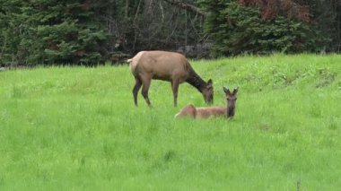 Yellowstone Ulusal Parkı 'ndaki Kanyon Köyü yakınlarındaki bahar otlaklarında bir sığır geyiği otluyor ve yanında genç bir boğa dinleniyor. Kamera kilitlendi.