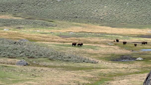 Amerikai Bölény Halad Egy Mezőn Lamar Völgyben Yellowstone Nemzeti Park — Stock videók