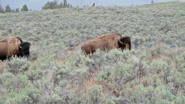 Två Amerikanska Bison Promenader Genom Ett Fält Sagebrush Yellowstone National — Stockvideo