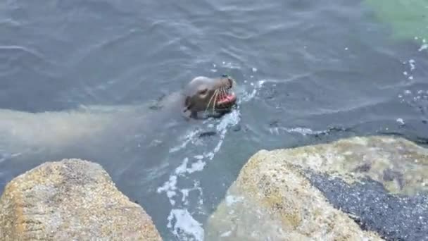 Ein Kalifornischer Seelöwe Der Seine Anwesenheit Einem Steg Monterey Bay — Stockvideo