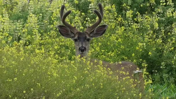 黄色い花の立場にあるマルチ鹿のバックがカメラを見つめています カメラはロックされています — ストック動画
