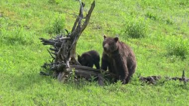 Yellowstone Ulusal Parkı 'ndaki bir tarlada iki yavrusu olan genç bir boz domuz otluyor. Ayının radyo tasması var. Kamera ayıyı takip ediyor..