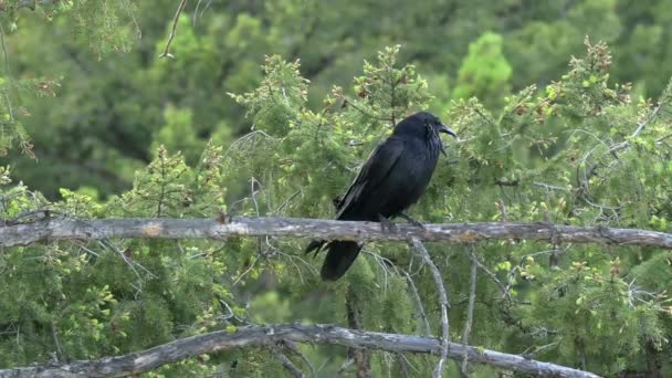 一只乌鸦栖息在黄石公园的松树上 相机锁好了 — 图库视频影像