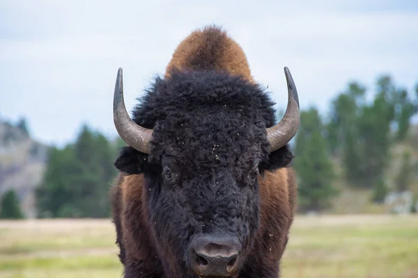 南达科他州卡斯特州立公园一只野牛的近照 — 图库照片
