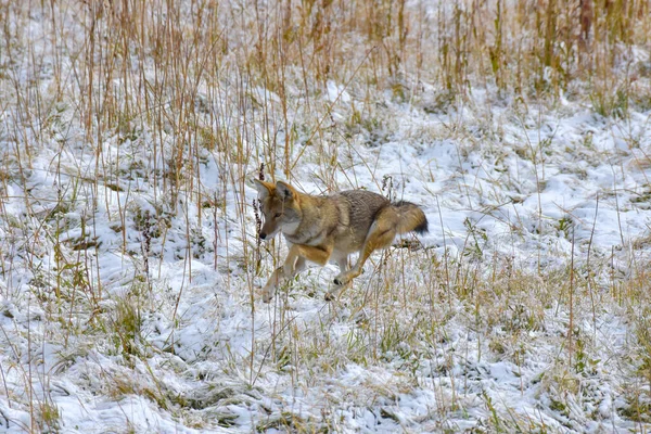 Kojot Gotowy Skoku Lunch Zimowy Dzień Parku Narodowym Yellowstone — Zdjęcie stockowe
