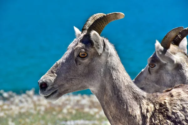 Profil Dwóch Owiec Big Horn — Zdjęcie stockowe