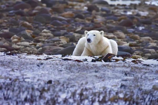 Urso Polar Deitado Nas Rochas — Fotografia de Stock
