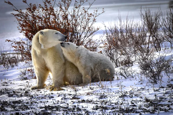 Μια Μητέρα Και Αρκουδάκι Πολικές Αρκούδες Κοντά Churchill Καναδάς — Φωτογραφία Αρχείου