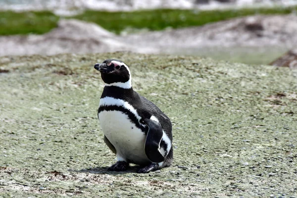 Magellanic Penguin Volunteer Point Фолклендские Острова — стоковое фото