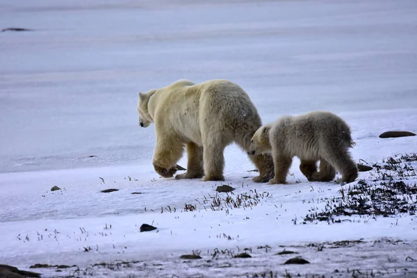 Μητέρα Και Μικρό Πολικές Αρκούδες Περπατώντας Κατά Μήκος Της Τούνδρας — Φωτογραφία Αρχείου
