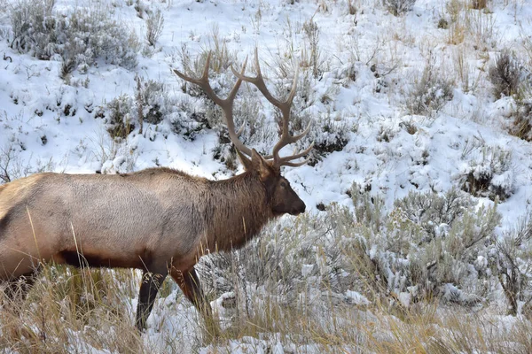 Bull Elk Walking Snow Yellowstone National Park — Stock Photo, Image