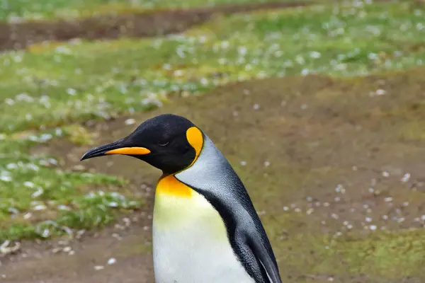 Ένας Βασιλιάς Penguin Έξω Για Μια Βόλτα — Φωτογραφία Αρχείου