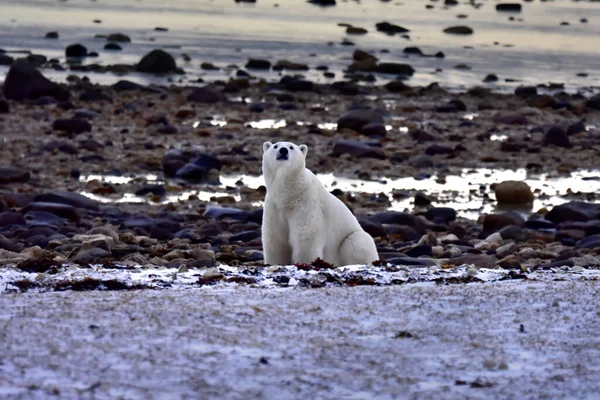 캐나다 처칠의 해안선에 앉아있는 북극곰 — 스톡 사진
