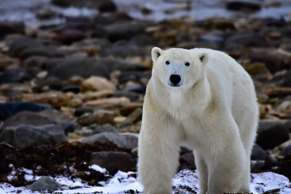 Closeup Urso Polar Churchill Canadá — Fotografia de Stock