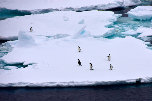 Пингвины на айсберге в Анартите.