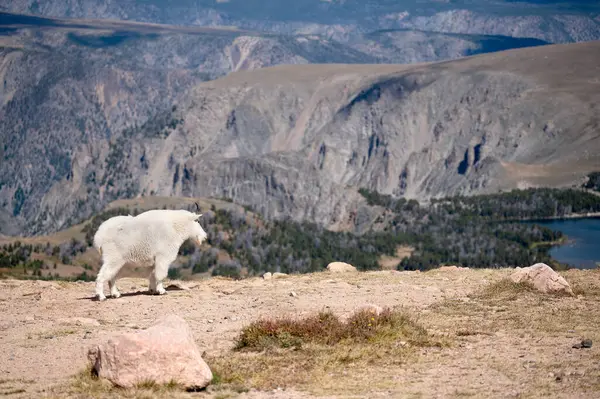 Bir dağ keçisi Beartooth Otoyolu 'nun manzarasının tadını çıkarıyor..