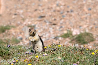 Şili 'deki Magdalena Adası' nda genç bir Macellan Pengueni 'nin yakın çekimi..