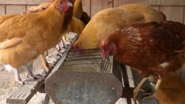 Kırmızı tavuklar besleniyor..