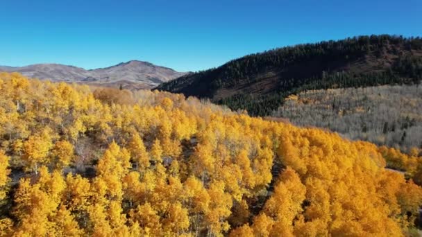 Cores Queda Árvores Álamo Nas Montanhas Wasatch Utah — Vídeo de Stock